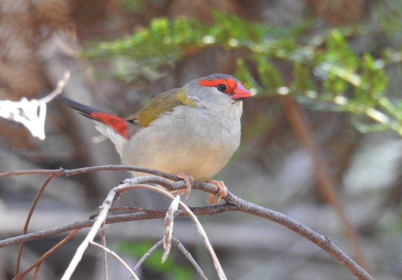 Red-browed Finch on the Yarrowee River trail in Brown Hill, by George Alexopoulos